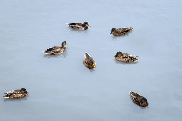 Patos em uma lagoa — Fotografia de Stock