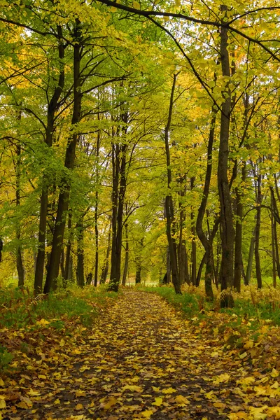 Bunter Herbst — Stockfoto