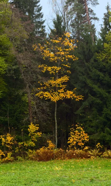 Деревья осени — стоковое фото