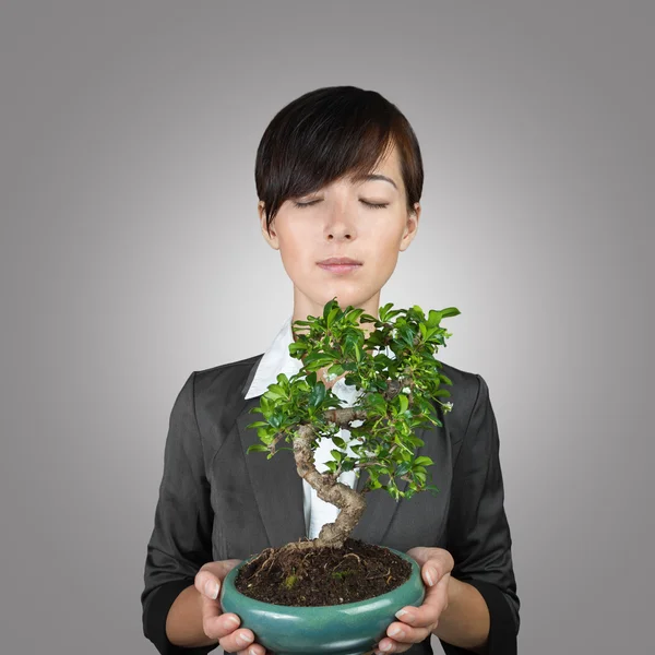 Desarrollo empresarial como el árbol — Foto de Stock