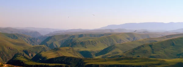 Eagles hunt in the sky — Stock Photo, Image