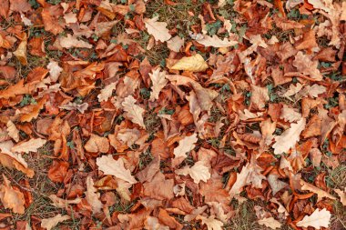 çok fazla portakal sonbahar yaprakları