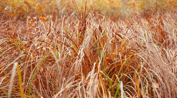 Макрозйомка трави восени — стокове фото