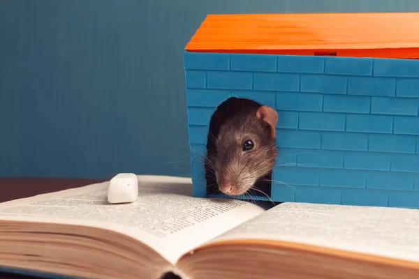 La souris est assise sur un livre — Photo