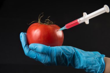 içine domates genetik enjeksiyon