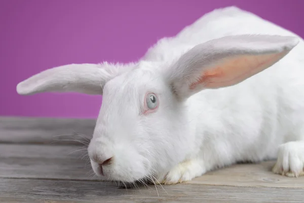 Witte konijn — Stockfoto