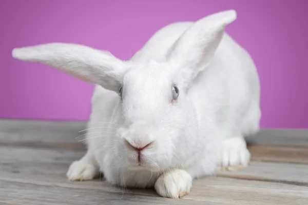 Conejito blanco — Foto de Stock