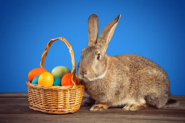 Velikonoční králík s košem — Stock fotografie