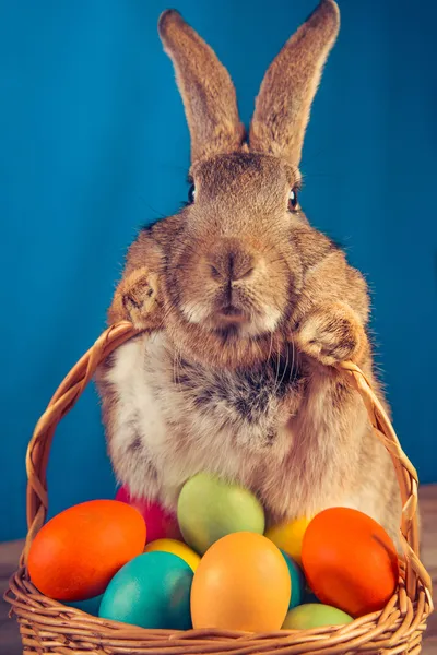 Brauner Osterhase — Stockfoto