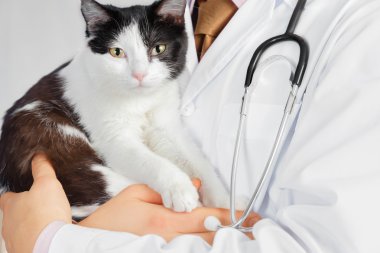 Veteriner kedi tutar