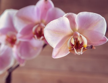 Orkide, yakın çekim