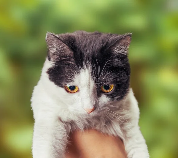 Gatinho bonito — Fotografia de Stock