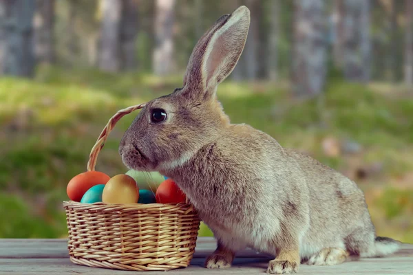 Conejo de Pascua al aire libre — Foto de Stock