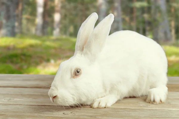 White rabbit sits outdoor — Stock Photo, Image