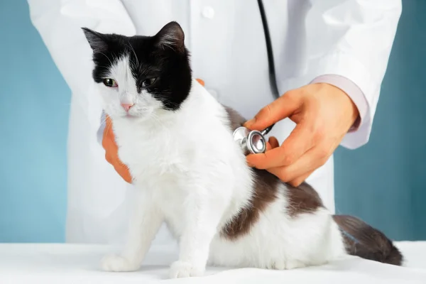 Katze mit Stethoskop hören — Stockfoto