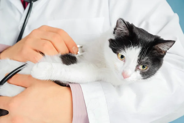 Veterinären lyssnar en katt — Stockfoto