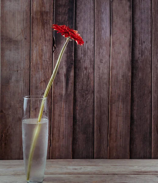 Gerberas rojas en un jarrón —  Fotos de Stock