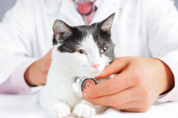 Veterinären lyssnar en kattdjur — Stockfoto