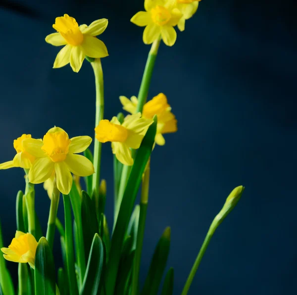 Fleurs jonquilles — Photo