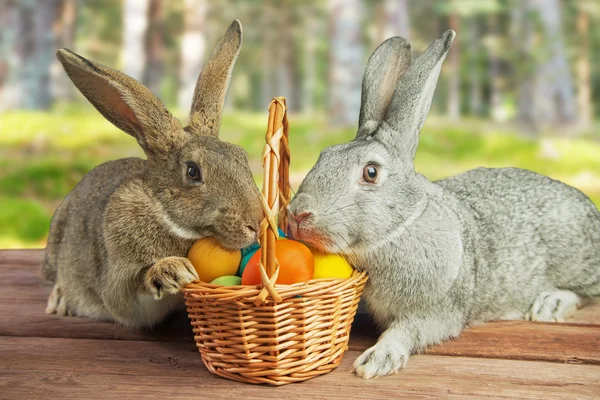 Zwei Kaninchen in einem Korb — Stockfoto