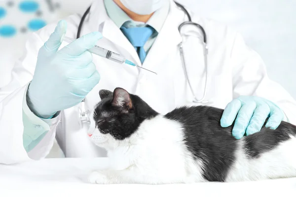 Veterinarian makes the procedure to a cat — Stock Photo, Image