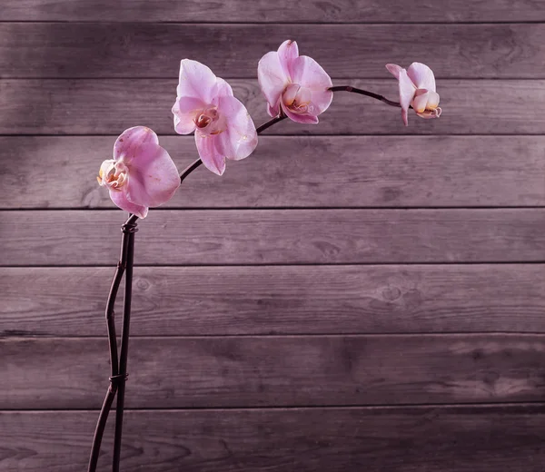 Orquídea rosa, copyspace — Fotografia de Stock