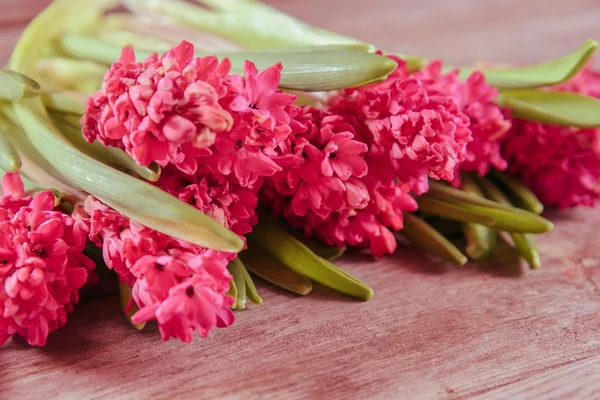 Red hyacinths on a table — Stock Photo, Image