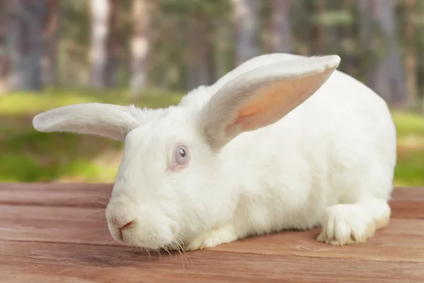 Witte konijn buiten — Stockfoto