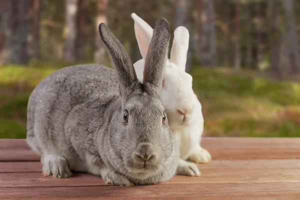 两个可爱的兔子们户外 — 图库照片
