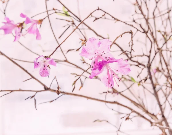 Fleurs Sakura, gros plan — Photo