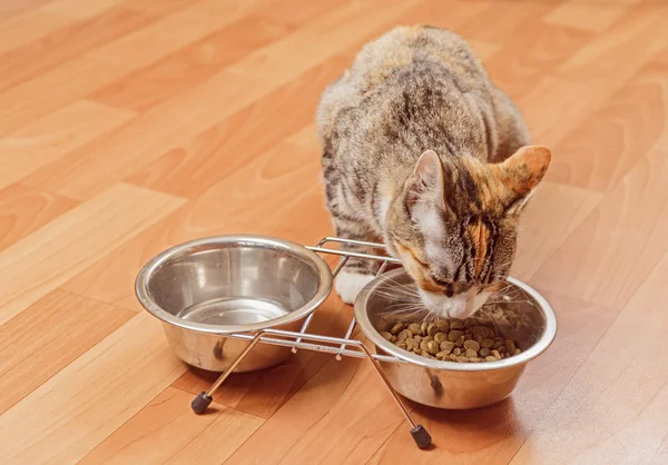 Кошка ест из миски — стоковое фото