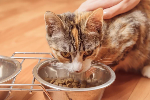 Кот ест, крупным планом — стоковое фото