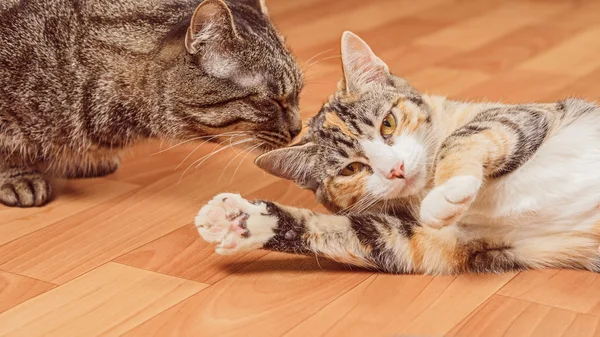 Dos gatos — Foto de Stock