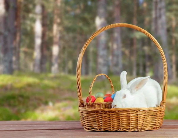 Coelho branco da Páscoa senta-se em uma cesta — Fotografia de Stock