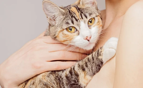 Frau hält gestromte Katze — Stockfoto