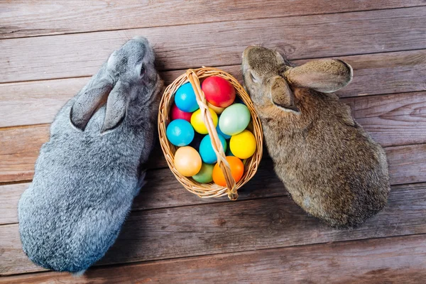 Pair of cute Easter rabbits — Stock Photo, Image