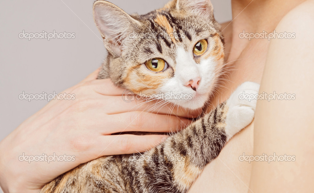 Donna Tiene Il Gatto Soriano Foto Stock Remains 42754153