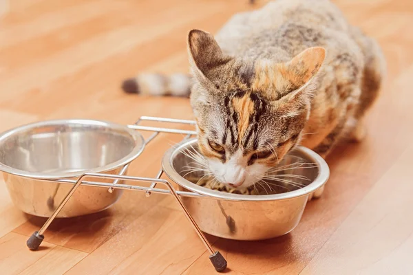 Kätzchen frisst aus einer Schüssel — Stockfoto