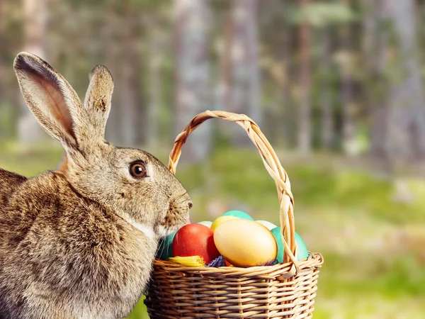 Vacker påskharen — Stockfoto