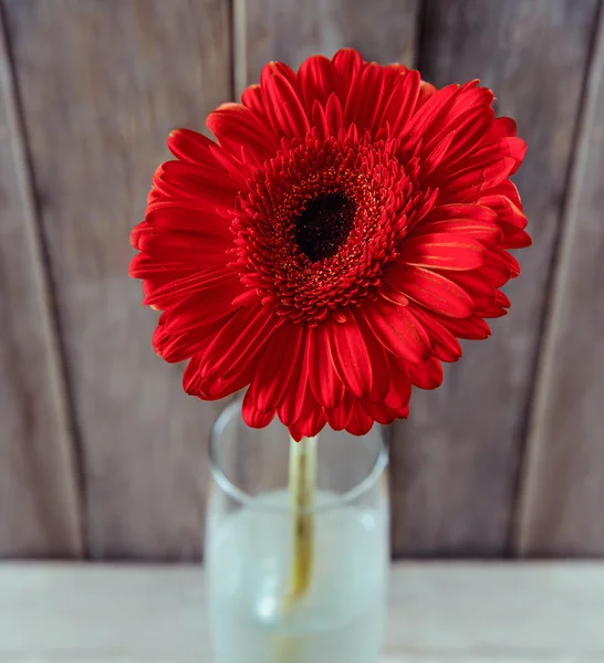 Gerbera vermelha em um vaso — Fotografia de Stock