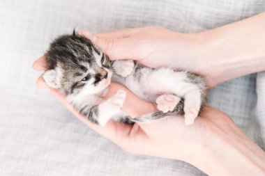 insan elinden tutarak yavru kedi, üstten görünüm vardır