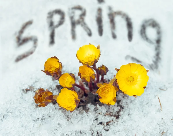 Beautiful flowers Adonis among snow — Stock Photo, Image