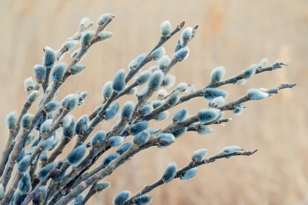 Printemps chatte saule branches — Photo