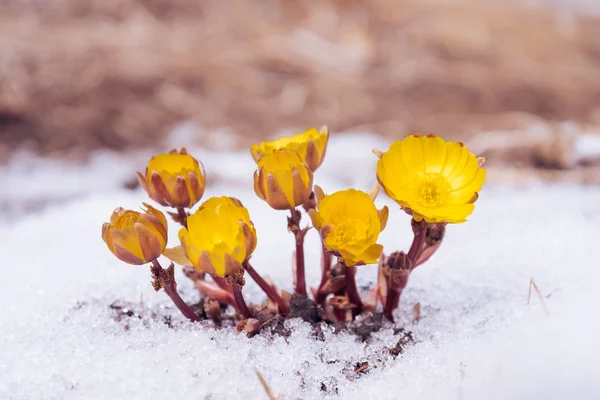 Flores amarillas Adonis entre la nieve —  Fotos de Stock