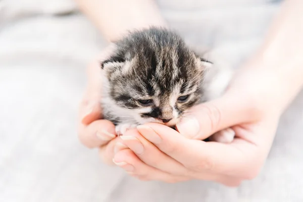 Menselijke handen zijn bedrijf kitten — Stockfoto