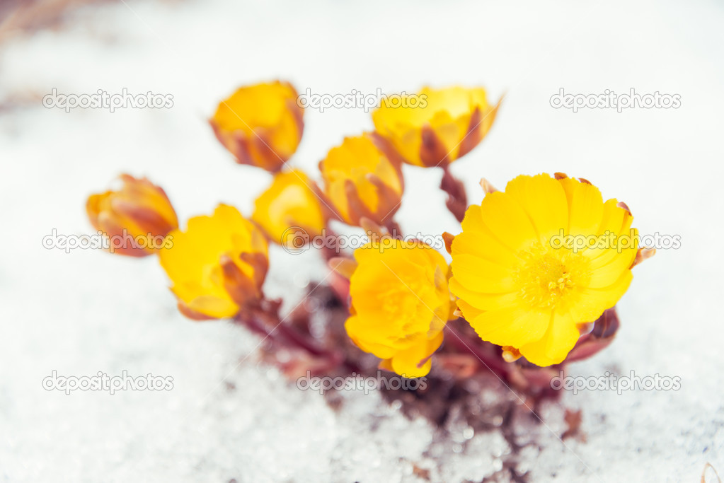 First flowers Adonis among snow