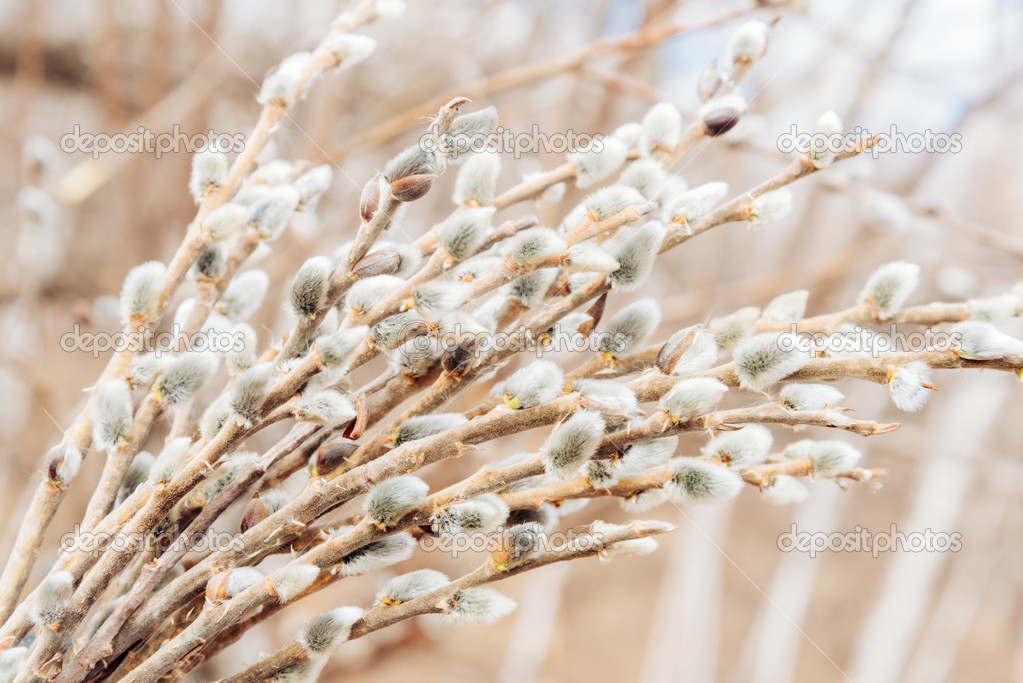 Spring willow branches