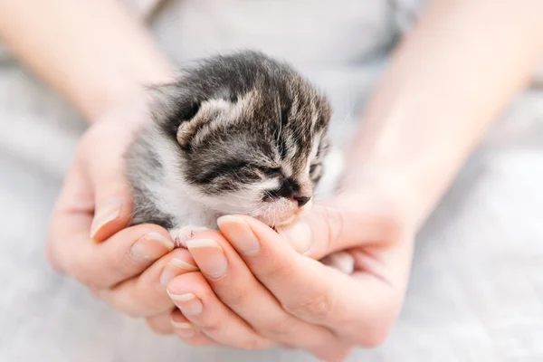 Котенок в человеческих руках — стоковое фото