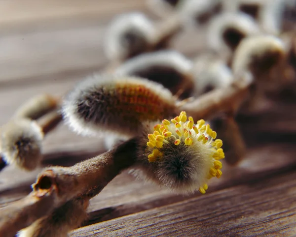 Branches de saule en fleurs, gros plan — Photo