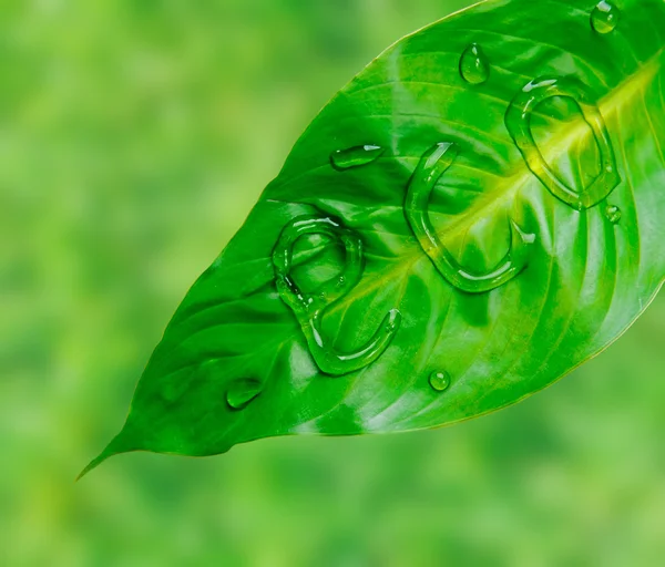 Foglia verde con parola eco — Foto Stock